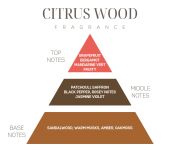 İkonik Limon Çiçeği Hediye Seti